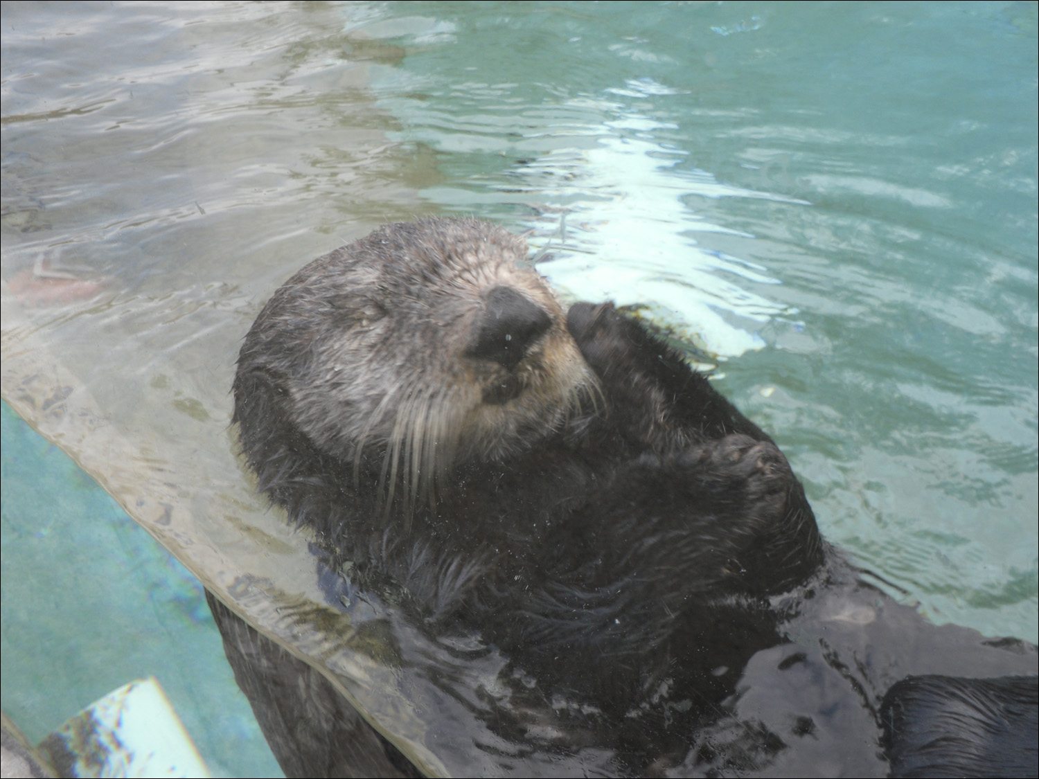 Newport, OR- Oregon Coast Aquarium-sea otter